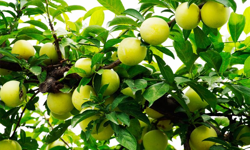 开云官方网站案例展示六